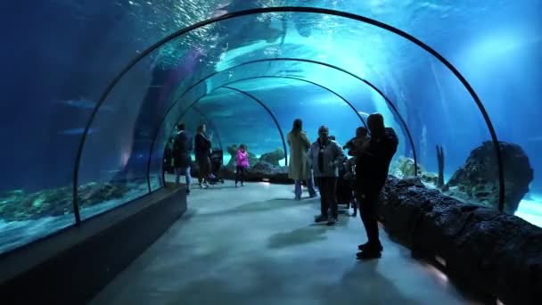 로테르담 네덜란드 2023 로테르담의 블라이도 동물원에 아쿠아리움의 관광객 — 비디오