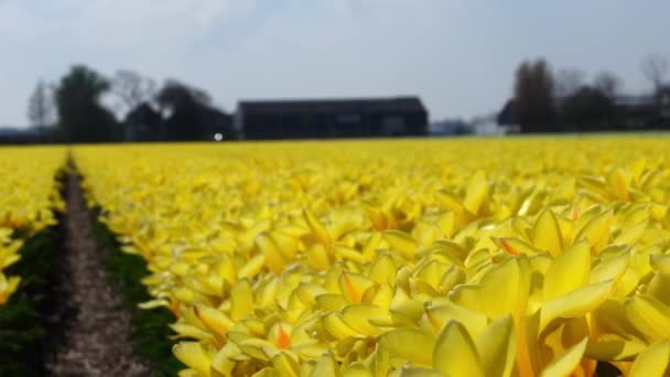 Jasně Žluté Tulipánové Pole Holandsku Holandská Kvalita Tulipány Farmaření Pěstování — Stock video