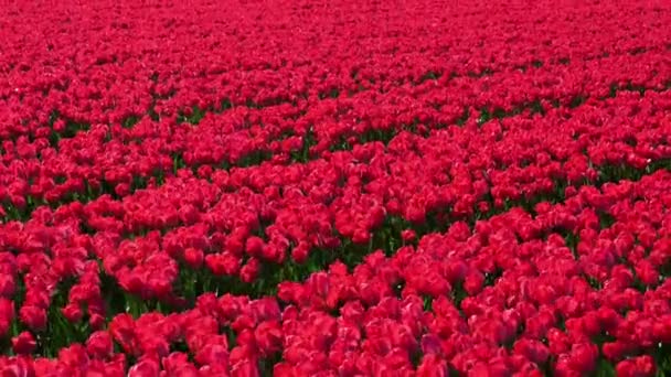 Pole Zářivých Červených Tulipánů Panorama Barevných Tulipánových Polí Holandsku Nizozemsko — Stock video