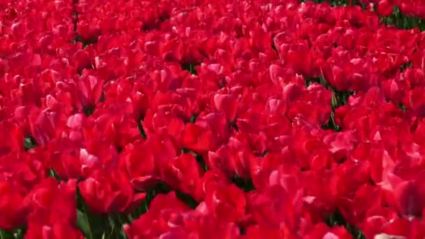 Pole Żywych Czerwonych Tulipanów Panorama Kolorowych Pól Tulipanowych Holandii Tradycyjne — Wideo stockowe