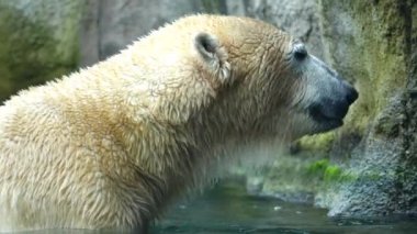 Kutup ayısı suda yüzüyor. Tek ve sağlıklı beyaz ayı avın tadını çıkarıyor. Ursus maritimus Rotterdam hayvanat bahçesi