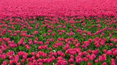 Canlı kırmızı laleler. Hollanda, Hollanda 'daki renkli lale tarlalarının manzarası. Hollanda 'da geleneksel lale tarlaları