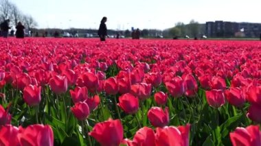 Canlı kırmızı laleler. Hollanda, Hollanda 'daki renkli lale tarlalarının manzarası. Hollanda 'da geleneksel lale tarlaları