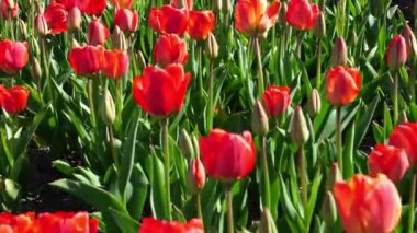 Canlı kırmızı laleler. Hollanda, Hollanda 'daki renkli lale tarlalarının manzarası. Hollanda 'da geleneksel lale tarlaları