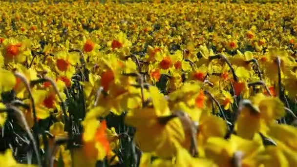 Żonkil Kwiaty Pole Holandii Pole Żółtych Żonkili Słoneczny Dzień Wiosenne — Wideo stockowe