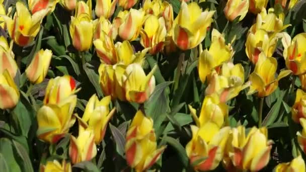 Žluté Tulipánové Pole Holandsku Žluté Červené Tulipány Double Monsella Krásné — Stock video