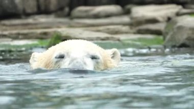 Kutup ayısı suda yüzüyor. Tek ve sağlıklı beyaz ayı avın tadını çıkarıyor. Ursus maritimus Rotterdam hayvanat bahçesi