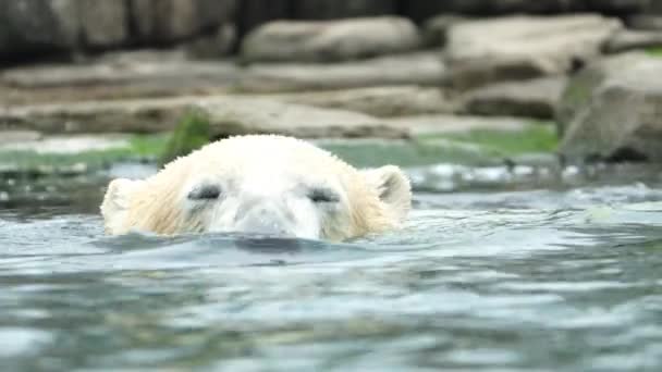 ホッキョクグマは水中で泳ぐ 単一の巨大な健康的な白いクマが狩りを楽しんでいます ウルス マリティマス ロッテルダム動物園 — ストック動画