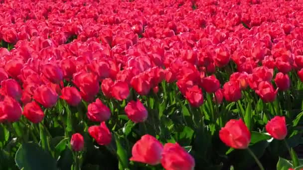Veld Van Levendige Rode Tulpen Panorama Van Kleurrijke Tulpenvelden Nederland — Stockvideo