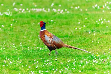 Male common pheasant walking on the green meadow, blurred background, Phaseanus colchicus. A closeup of a common pheasant clipart