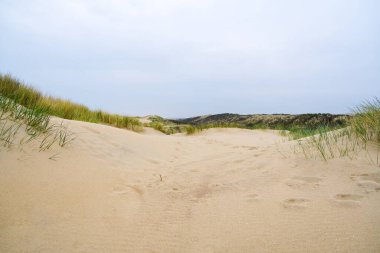 Marram çimenli kum tepeleri ve Hollanda kıyılarındaki boş plajlar. Hollanda bulutlu bir günde. Hollanda 'nın kuzey kıyısındaki kum tepeleri ya da lezbiyenler