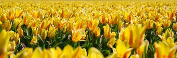 春の畑に咲く黄色いチューリップ フィールドの真ん中に美しい明るい黄色のチューリップ オランダのチューリップ畑の開花 — ストック写真