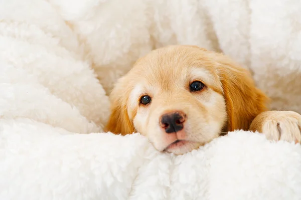 Şirin Bir Köpek Yavrusunun Portresi Golden Retriever Köpeği Şirin Yavru — Stok fotoğraf