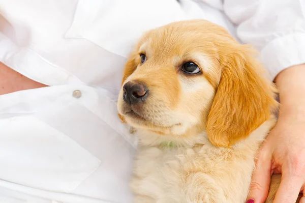 Şirin Bir Köpek Yavrusunun Portresi Golden Retriever Köpeği Şirin Yavru — Stok fotoğraf