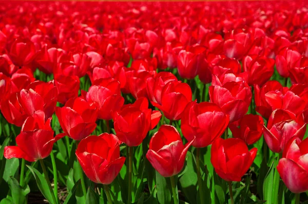 Czerwone Tulipany Kwitnące Rozległym Polu Wiosennym Piękny Jasnoczerwony Tulipan Środku — Zdjęcie stockowe
