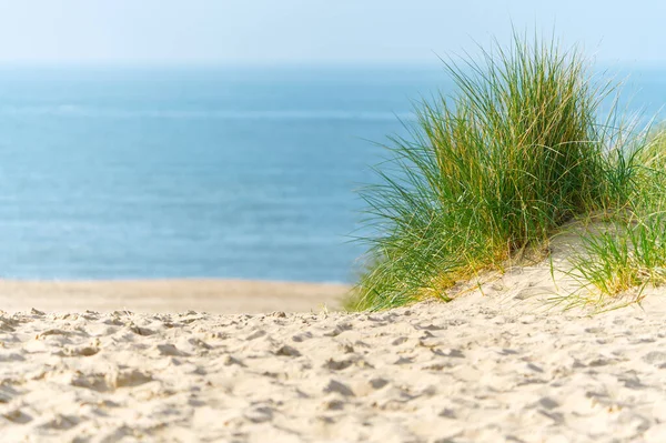 Sand dunes with marram grass and empty beach on Dutch coastline. Netherlands in overcast day. The dunes or dyke at Dutch north sea coast