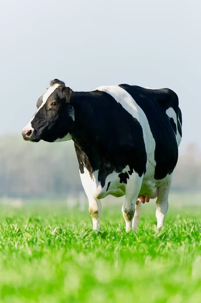 芝生の上の牛 美しい緑の牧草地に牛の放牧スポット ホルスタイン牛牧草地で休んでる 黒と白の牛 ネーデルラントのエコ農業 — ストック写真