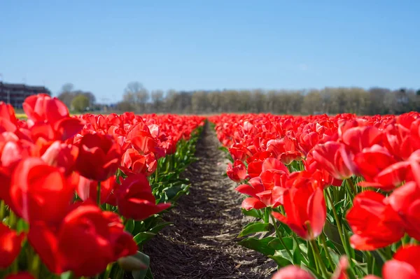 Czerwone Tulipany Kwitnące Rozległym Polu Wiosennym Piękny Jasnoczerwony Tulipan Środku — Zdjęcie stockowe