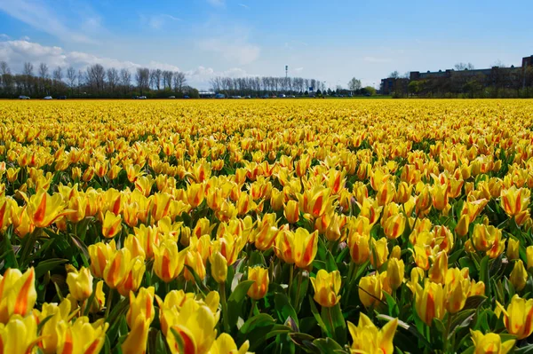 Żółte Tulipany Kwitnące Polu Wiosennym Piękny Jasnożółty Tulipan Środku Pola — Zdjęcie stockowe