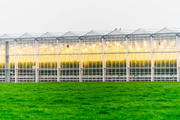 商業大麻事業 大規模な温室商業マリファナ栽培 オランダのネーデルラントにある合法的な大麻植物 — ストック写真