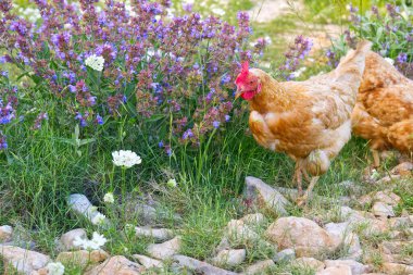 Organik tavuk çiftliğinde mutlu tavuk. Çevresel organik tavuk çiftliği. Yerel çiftlik ya da tarım. Sağlıklı tavuk ya da tavuğa yakından bak..