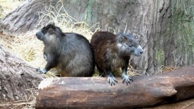 Ortak Rock yaban faresi - Procavia capensis, Afrika hillls ve dağlar, Namibya küçük memeli.