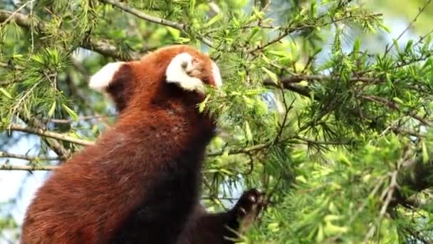 Panda Rojo Trepa Árbol Lindo Panda Rojo Ailurus Fulgens Hábitat — Vídeo de stock