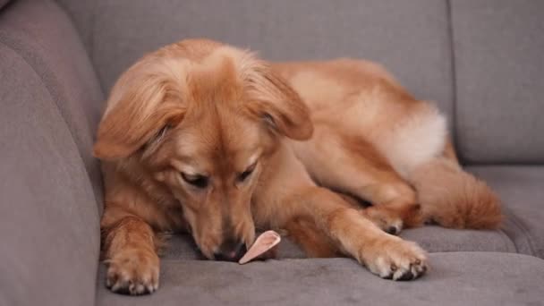 Freche Goldene Hund Spielt Und Beißt Die Rinderhaut Knochen Auf — Stockvideo