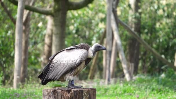 African White Backed Vulture South Africa Predator Birds Close — Stock Video