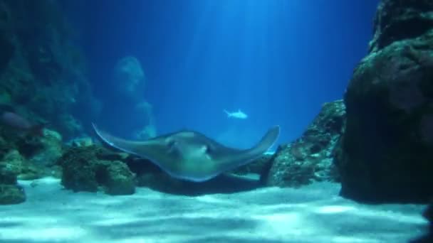 Großes Ozeanarium Der Meereslebewesen Mit Vielen Unterwasserlebewesen Meeresfische Aquarium — Stockvideo