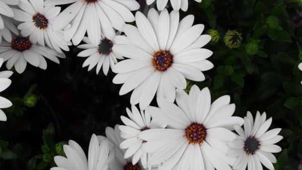 Beyaz Cape Marguerite Veya Osteospermum Ecklonis Dimorphotheca Papatya Çiçekleri Doğal — Stok video