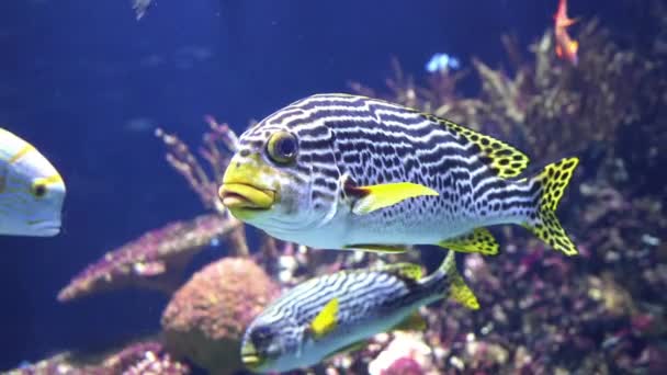 Rozsáhlé Oceanárium Mořského Života Mnoha Druhy Podmořského Lachtanu Mořské Ryby — Stock video