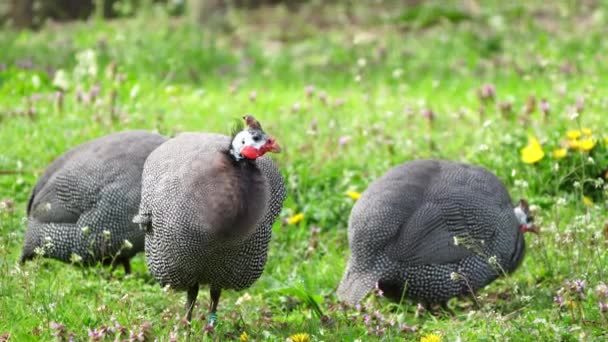 Faraona Con Casco Sullo Sfondo Verde Kenya Africa Fauna Selvatica — Video Stock