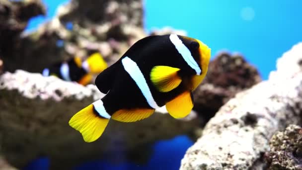 Rozsáhlé Oceanárium Mořského Života Mnoha Druhy Podmořského Lachtanu Mořské Ryby — Stock video