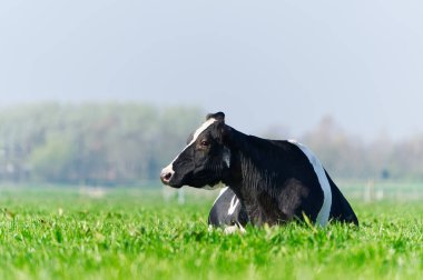 Bahçedeki inek. Güzel yeşil çayırlarda otlayan benekli inek. Holden İnek, çayırda dinleniyor. Siyah ve beyaz inek, Hollanda 'da eko çiftçiliği.