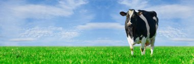 Bahçedeki inek. Güzel yeşil çayırlarda otlayan benekli inek. Holden İnek, çayırda dinleniyor. Siyah ve beyaz inek, Hollanda 'da eko çiftçiliği.