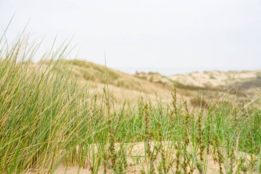 Hollanda kıyı şeridindeki kum tepelerinin arasındaki patikadan sahil manzarası. Marram otu, Hollanda. Hollanda 'nın kuzey kıyısındaki kum tepeleri ya da lezbiyenler
