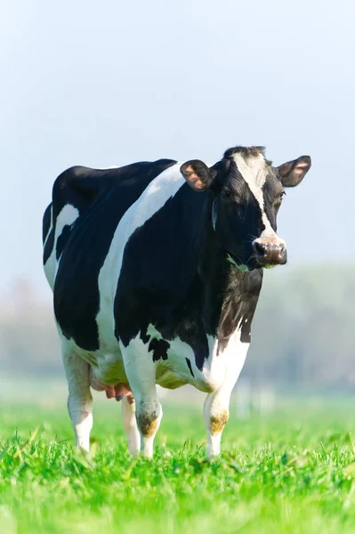 芝生の上の牛 美しい緑の牧草地に牛の放牧スポット ホルスタイン牛牧草地で休んでる 黒と白の牛 ネーデルラントのエコ農業 — ストック写真