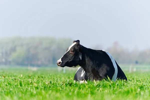 Gräsmattan Sett Kor Beta Vacker Grön Äng Holstein Vilar Äng — Stockfoto