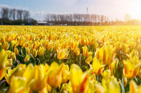 Żółte Tulipany Kwitnące Polu Wiosennym Piękny Jasnożółty Tulipan Środku Pola — Zdjęcie stockowe