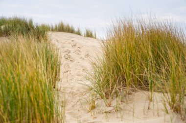 Marram çimenli kum tepeleri ve Hollanda kıyılarındaki boş plajlar. Hollanda bulutlu bir günde. Hollanda 'nın kuzey kıyısındaki kum tepeleri ya da lezbiyenler