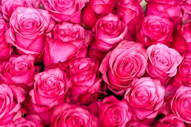 Çiçek açmış güzel bir buket taze gül. Arka plan ve tasarım için pembe gül tomurcukları. Eski tarz, kocaman pembe güller.