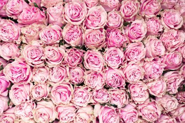 Çiçek açmış güzel bir buket taze gül. Arka plan ve tasarım için pembe gül tomurcukları. Eski tarz, kocaman pembe güller.