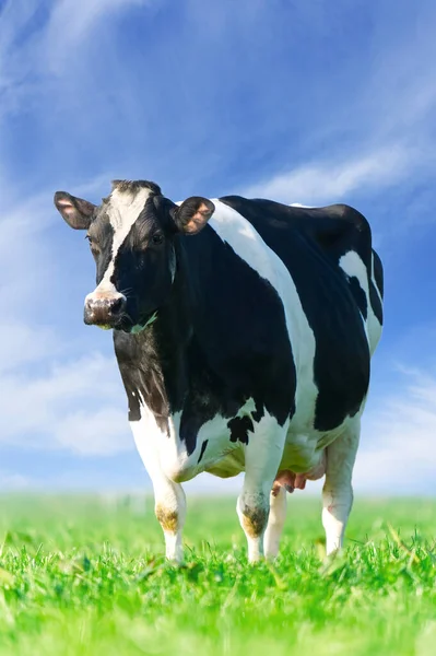 奶牛在草坪上 斑点奶牛在美丽的绿色草地上吃草 荷斯坦奶牛 在草地上休息 黑人和白人奶牛 内德兰的生态农业 — 图库照片