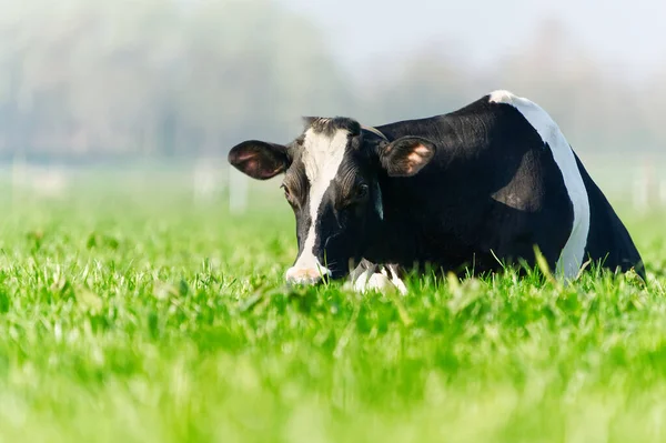 Gräsmattan Sett Kor Beta Vacker Grön Äng Holstein Vilar Äng — Stockfoto