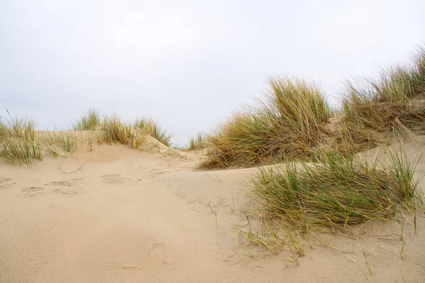 stock image Beach view from the path sand between the dunes at Dutch coastline. Marram grass, Netherlands. The dunes or dyke at Dutch north sea coast