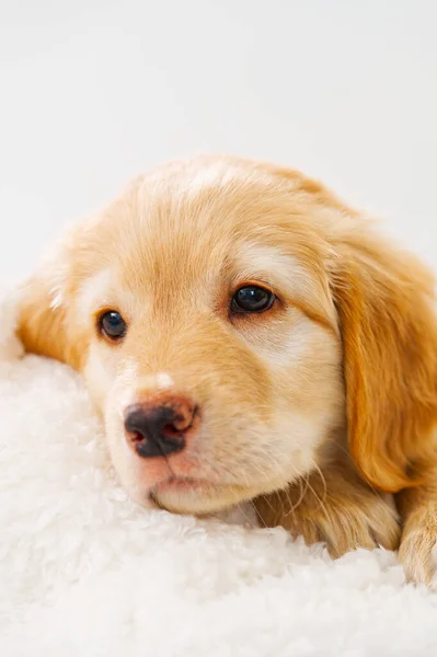 一个可爱的小狗的肖像金毛猎犬 可爱的小狗 纯种的小狗 Hovawart 可爱的金小狗 — 图库照片