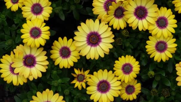 Žlutý Mys Marguerite Nebo Osteospermum Ecklonis Dimorphotheca Cape Daisy Květiny — Stock video