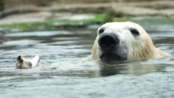 Niedźwiedź Polarny Pływający Wodzie Pojedynczy Zdrowy Niedźwiedź Cieszący Się Polowaniem — Wideo stockowe