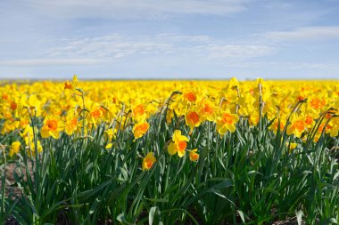 Field of flowering daffodils nederlands, Europe. Dutch Daffodils. Yellow narcissuses against the blue sky